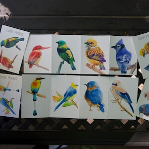 Puede incluir: Un conjunto de 10 ilustraciones de p&aacute;jaros en acuarela sobre tarjetas blancas. Cada tarjeta presenta un p&aacute;jaro diferente con colores vibrantes, incluyendo azul, verde, amarillo, rojo y naranja. Las tarjetas est&aacute;n etiquetadas con "Color Pocket" en la esquina superior derecha.