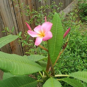 2 pc Pink Plumeria Flower cuttings about 7 in long each Cut A Few Weeks Ago