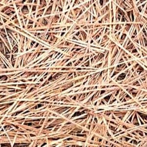 1 lb Pine Needles Straw for mulch nests crafts garden dry