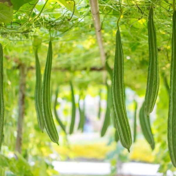 10 pieces Seeds for Loofah Gourd from Last Season