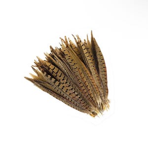 20 Pieces - 14-16 Inch Natural Ringneck Pheasant Side Tail Feathers