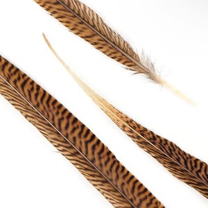 20 Pieces - 8-10 Inch Natural Golden Pheasant Tail Feathers