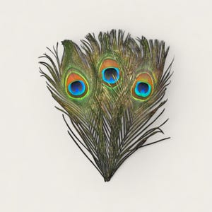 25 Pieces - Peacock Feathers 10-12&quot; Natural Iridescent Green Peacock Tail Eye Feathers Large Eye