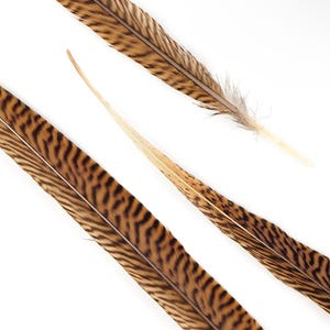 10 Pieces - 6-8 Inch Natural Golden Pheasant Tail Feathers