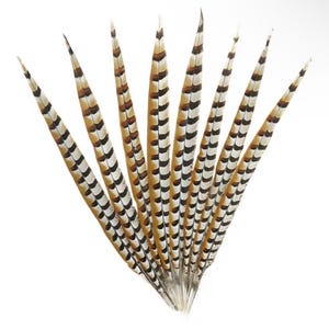 10 Pieces - 16-18 Inch Natural Reeves Pheasant  Tail Feathers