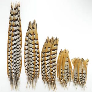 10 Pieces - 10-12 Inch Natural Reeves Venery Pheasant Tail Feathers