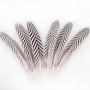 50 Pieces - 6-8” Natural Silver Pheasant Tail Feathers