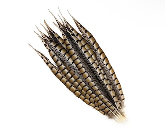 10 Pieces - 8-10 Inch  Natural Lady Amherst Pheasant Side Tail Feathers