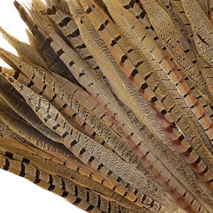 10 Pieces - 8-10 Inch Natural Ringneck Pheasant Side Tail Feathers