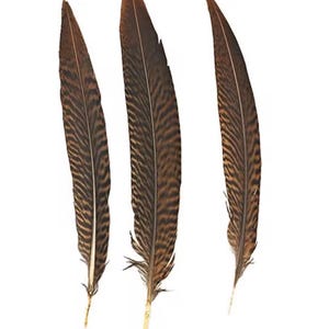 20 Pieces - 6-8 Inch Natural Golden Pheasant Tail Feathers