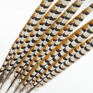 10 Pieces - 12-14 Inch Natural Reeves Venery Pheasant Tail Feathers