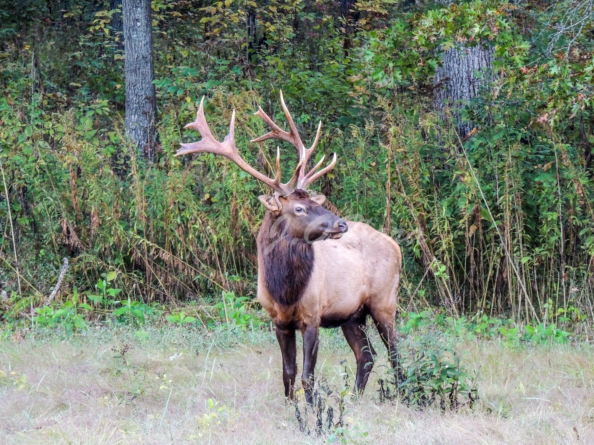 Elk Trophy 8x7 Drop Tined Palmed Bull Cherokee, North Carolina, Smoky