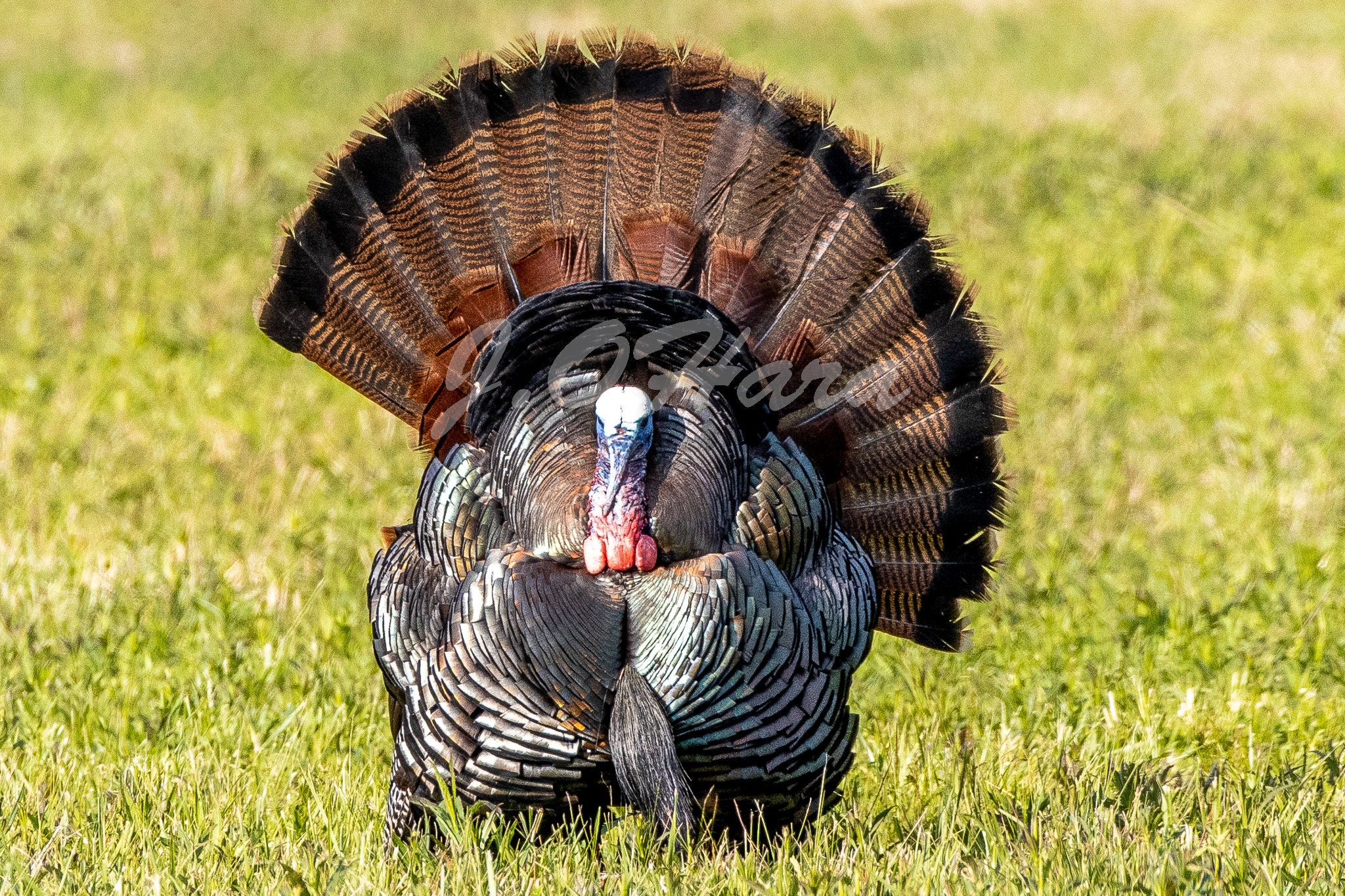 Turkey Strutting Smoky Mtn. 11x14 OR 8x10 Matte Pro Print. Great