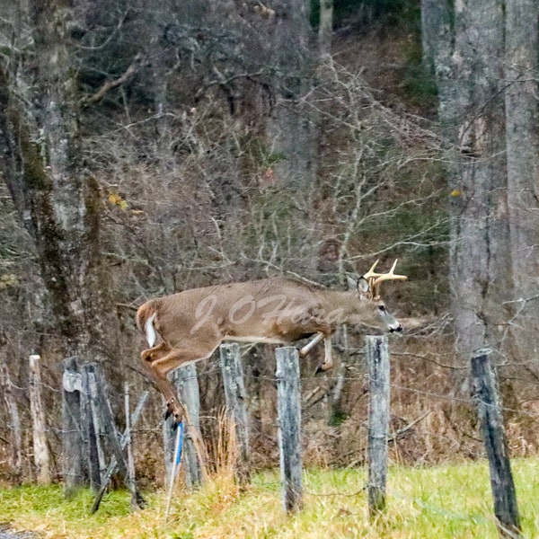 Whitetail Buck jumping fence in Cades Cove, Great Smoky Mountains, 11x14 PRO print (BONUS FREE! 11x14 deer collage with purchase)