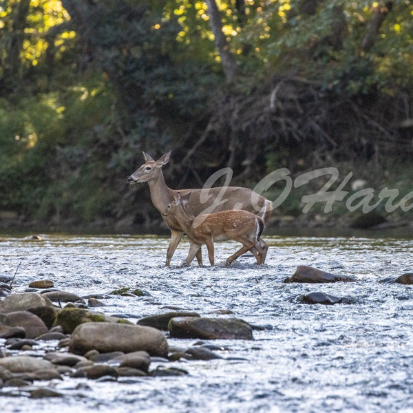 Whitetail Doe & Fawn rare river crossing, Smoky Mtn., Cherokee, N.C. Pro print, 11x14 matte. (BONUS FREE! 11x14 deer collage with purchase)