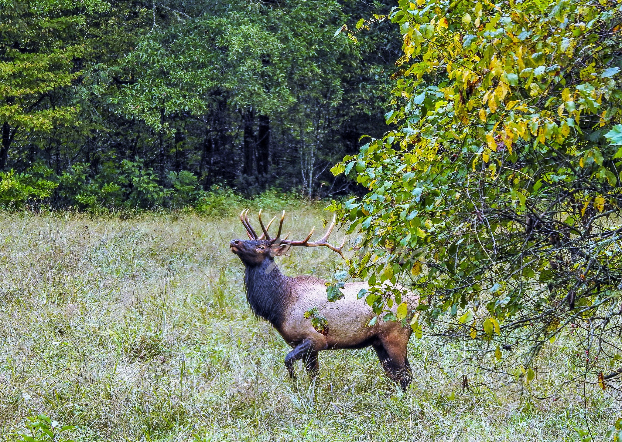 Elk Trophy 6x6 Bull Bugling in Cherokee, North Carolina, Free Range