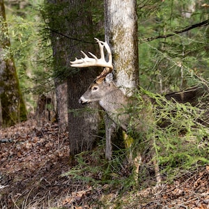 May include: A white-tailed deer with large antlers stands partially hidden behind trees and foliage in a forest. The deer's brown fur blends with the natural surroundings of the woods, creating a scene of wildlife in its habitat.