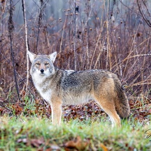 May include: A coyote stands in a field of green grass and brown foliage. The coyote has a gray and tan coat, with a white chest and face. The background is a mix of brown and tan grasses and plants.