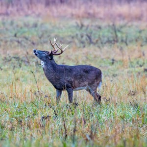 May include: A majestic deer with large antlers stands in a field of tall grass. The deer has a dark gray coat and is looking upwards with its mouth open. The background features a mix of green, brown, and purple hues, creating a natural scene.
