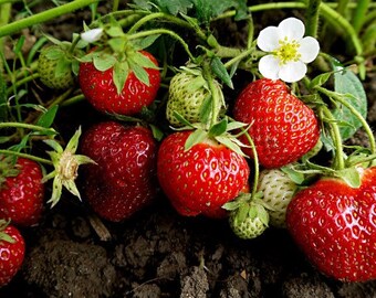 Evie 2 Day-Neutral Everbearing Bare Root Strawberry Plant FREE SHIPPING from Strawbaby Farms