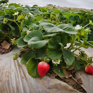 Honeoye June-Bearing Bare Root Strawberry Plant FREE SHIPPING! from Strawbaby Farms