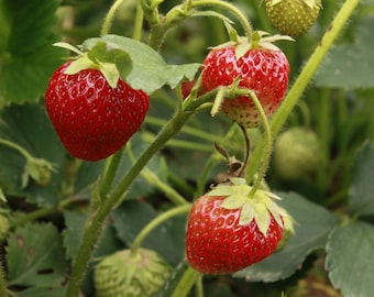 Seascape Day-Neutral Everbearing Bare Root Strawberry Plant FREE SHIPPING from Strawbaby Farms