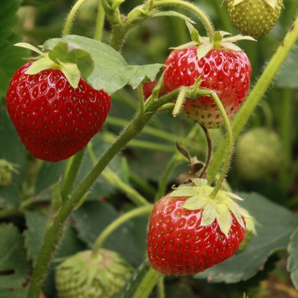 Seascape Day-Neutral Everbearing Bare Root Strawberry Plant FREE SHIPPING from Strawbaby Farms