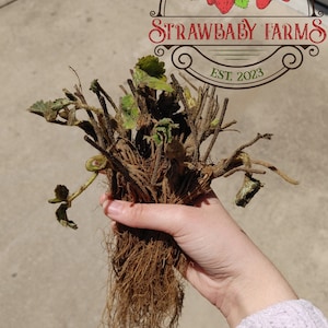 Seascape Day-Neutral Everbearing Bare Root Strawberry Plant FREE SHIPPING from Strawbaby Farms image 3