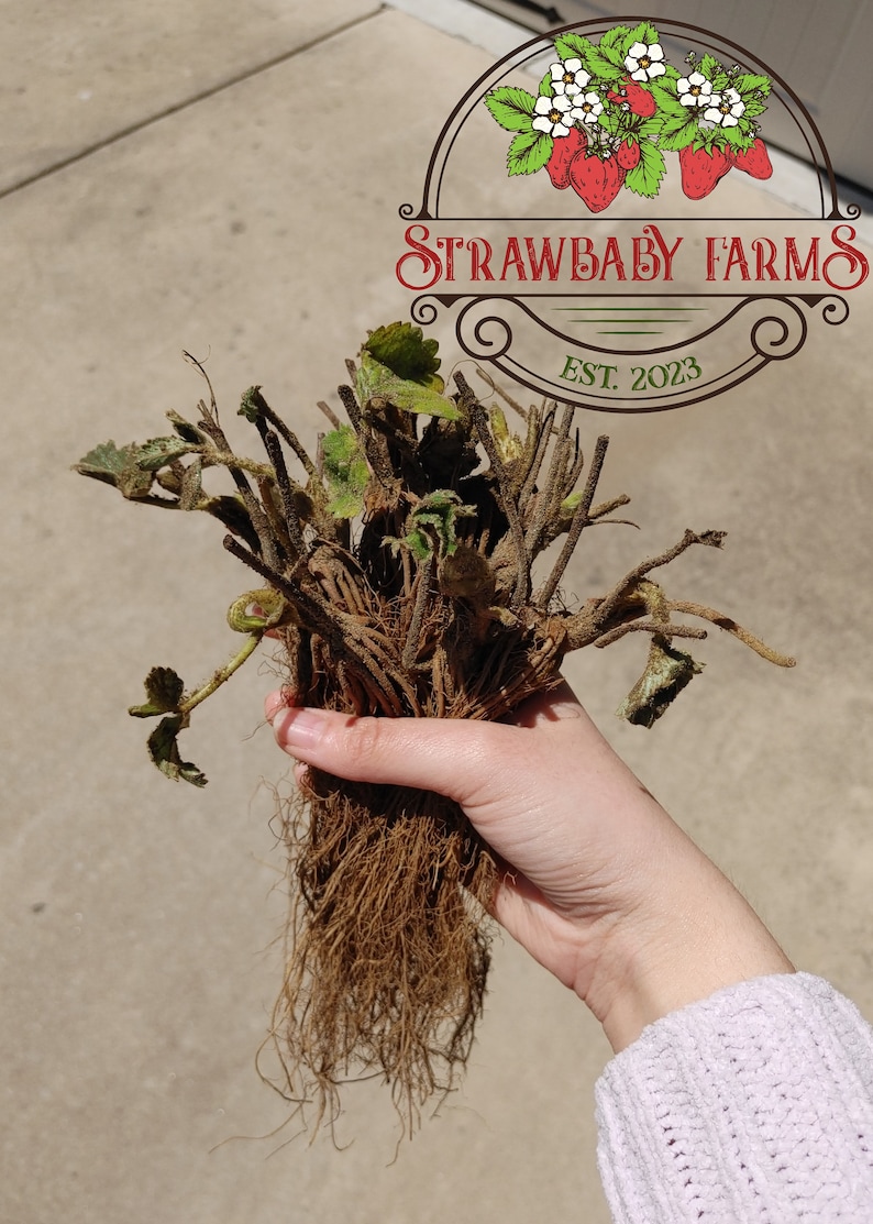 Albion Day-Neutral Everbearing Bare Root Strawberry Plant FREE SHIPPING from Strawbaby Farms Bild 3