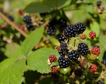 Triple Crown Thornless Floricane-Bearing Blackberry Plug Plant from Strawbaby Farms