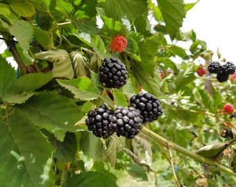 Chester Thornless Floricane-Bearing Blackberry Plug Plant from Strawbaby Farms