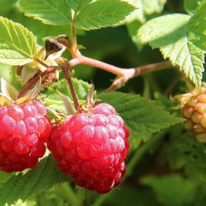 Joan J Thornless Primocane Ever-Bearing Bare Root Raspberry Plant from Strawbaby Farms