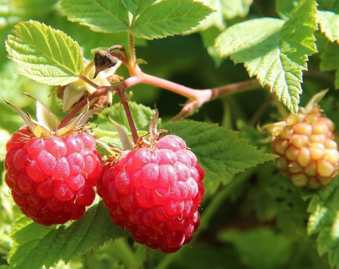 5 Raspberry Plants Joan J Completely Thornless, Everbearing, High