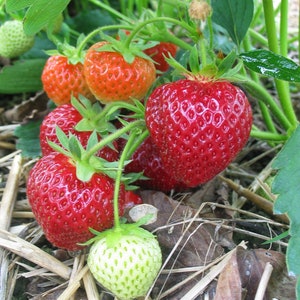 Albion Day-Neutral Everbearing Bare Root Strawberry Plant FREE SHIPPING from Strawbaby Farms Bild 1