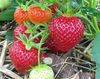 Albion Day-Neutral Everbearing Bare Root Strawberry Plant FREE SHIPPING from Strawbaby Farms