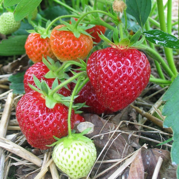 Albion Day-Neutral Everbearing Bare Root Strawberry Plant FREE SHIPPING from Strawbaby Farms