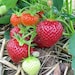 see more listings in the Everbearing Strawberries section