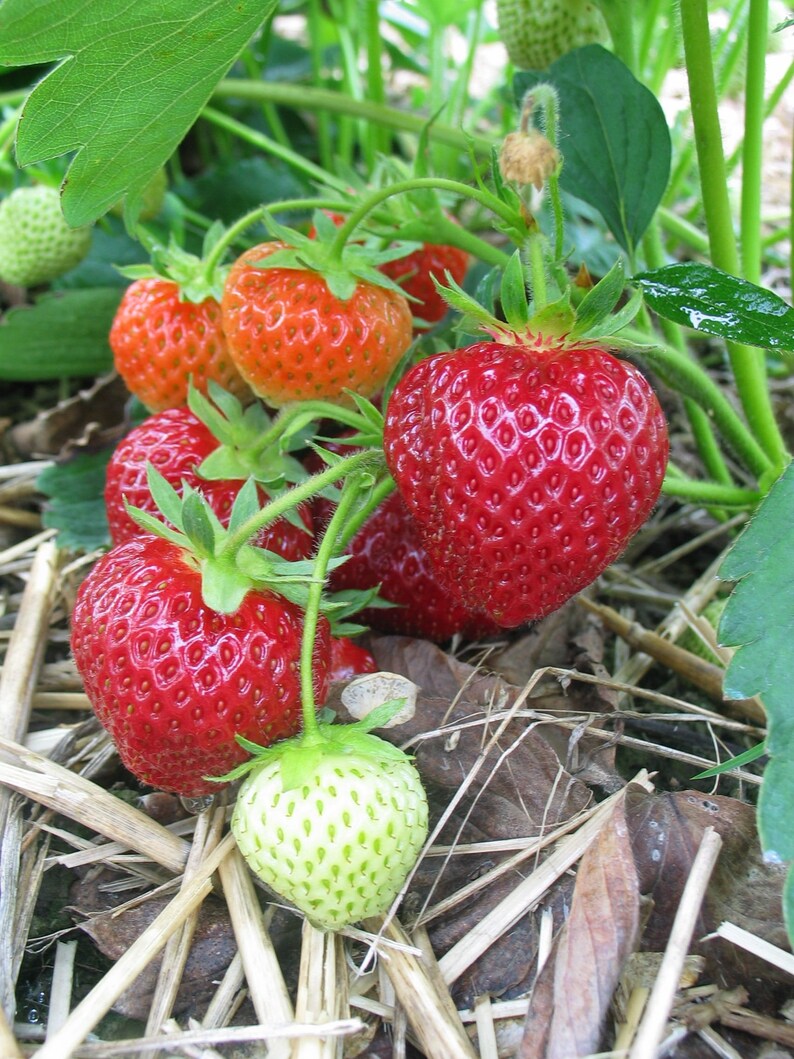 Albion Day-Neutral Everbearing Bare Root Strawberry Plant FREE SHIPPING from Strawbaby Farms image 1