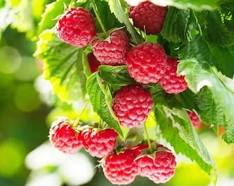 Heritage Heirloom Ever-Bearing Bare Root Raspberry Plant from Strawbaby Farms