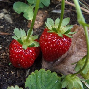 Sparkle June-Bearing Bare Root Strawberry Plant FREE SHIPPING! from Strawbaby Farms