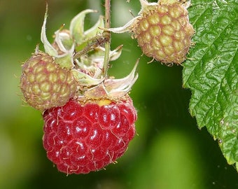 Caroline Fall Bearing Bare Root Red Raspberry Plant From Strawbaby Farms