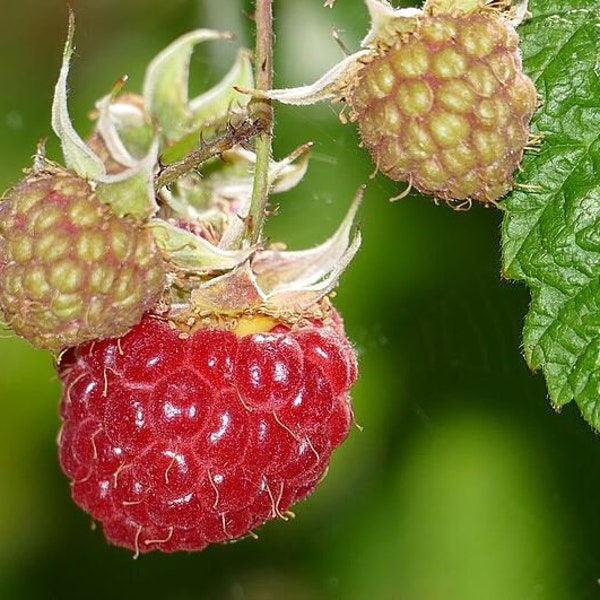 Caroline Fall Bearing Bare Root Red Raspberry Plant From Strawbaby Farms