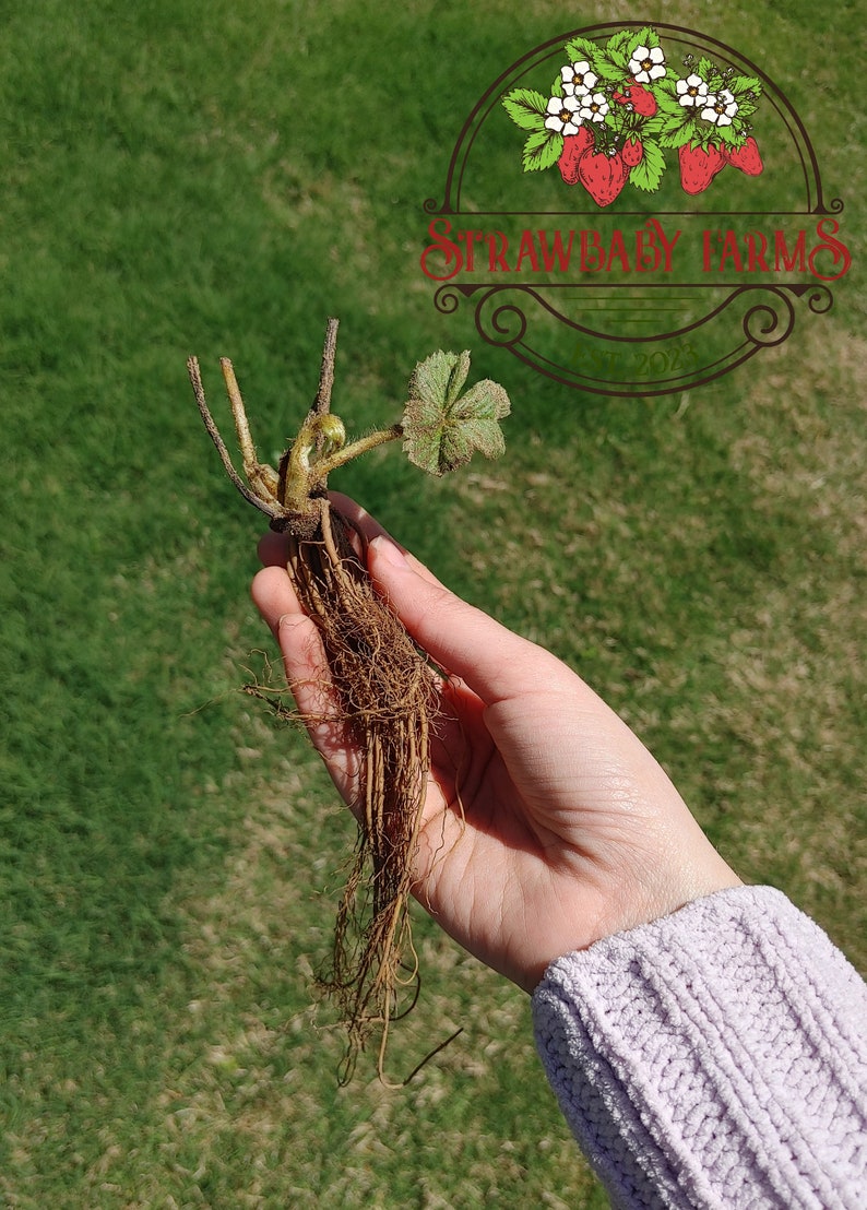 Albion Day-Neutral Everbearing Bare Root Strawberry Plant FREE SHIPPING from Strawbaby Farms 5 Plants