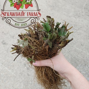 Albion Day-Neutral Everbearing Bare Root Strawberry Plant FREE SHIPPING from Strawbaby Farms Bild 4