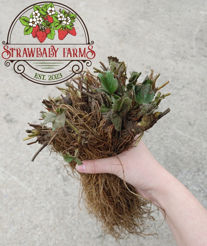 Albion Day-Neutral Everbearing Bare Root Strawberry Plant FREE SHIPPING from Strawbaby Farms image 4