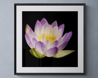 Fine Art Print ""Seerose"" - ungerahmter Fotodruck in Farbe, verschiedene Größen ."