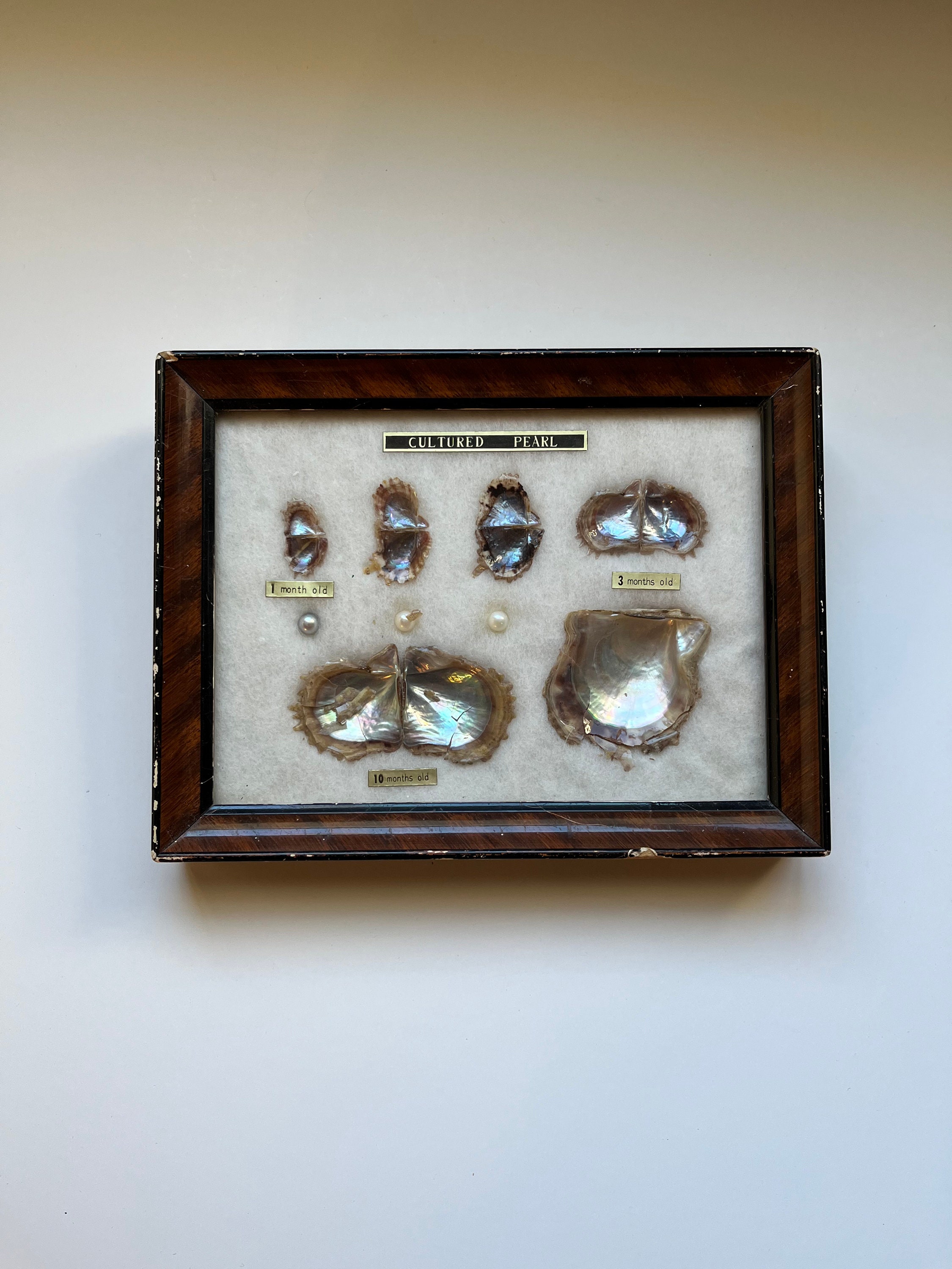 Vintage 1970s Growth of the Cultured Peal Framed Display