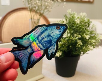 Könnte beinhalten: Ein holografischer Aufkleber mit einem blauen und schillernden Fisch mit schwarzem Umriss. Der Aufkleber trägt den Text "redclowns_shop".
