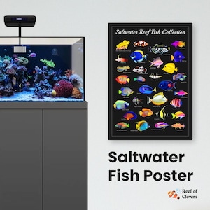 Może przedstawiać: Czarno-biały plakat z tytułem "Saltwater Reef Fish Collection". Plakat przedstawia kolorowe ilustracje różnych ryb słonowodnych, w tym niebieskiego chirurga, rybki klown i żółtego chirurga. Plakat jest idealny dla każdego miłośnika akwarium słonowodnego.