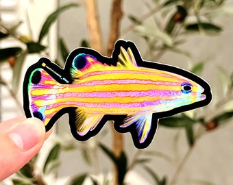 Candy Basslet Sticker (Holographic) | Fish Art Sticker | Aquarium Art | Saltwater Fish, Coral Sticker | Reef Tank